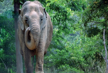 0.5 Day Elephant Sanctuary