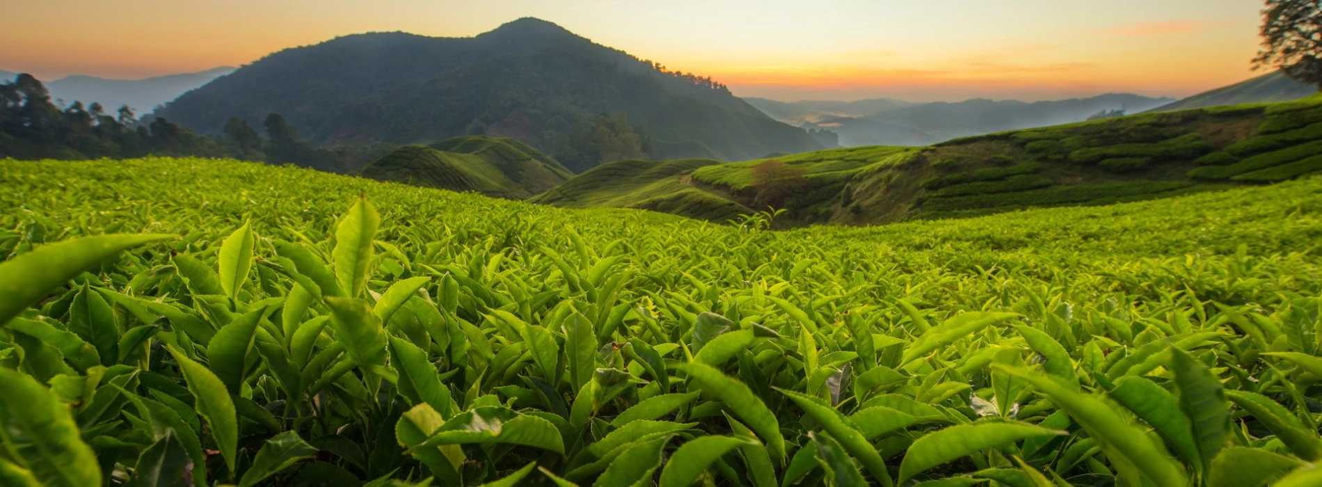 Cameron Highlands 3 Days: A Journey Through the Tea Plantations