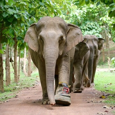 Elephant Jungle Sanctuary