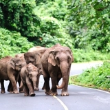 Khao Yai National Park Tour 2 Days: Escape into Nature