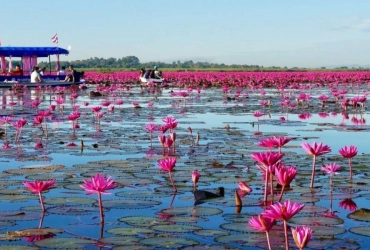 Udon Thani  - The Red Lotus  - Ban Chang Archaeological Site