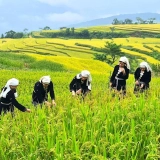 Na Hang Tour 2-Day: Na Hang Lake and Dao Culture