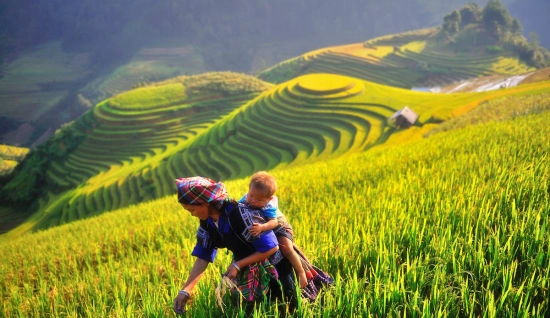 Mu Cang Chai Trekking Tour 4 Days: Stunning Rice Terraces