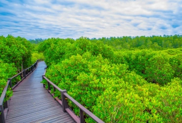 Hua Hin -  Pranburi Mangroves and River Cruise (B,L)