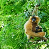 Cat Tien National Park Tour 3-Day: Wildlife and Nature