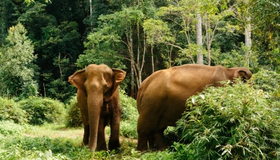 East of Cambodia