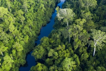 Jungle Trekking & River Cruise in Taman Negara