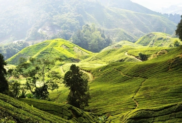 Transfer to the Cameron Highlands, Explore