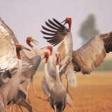 Tram Chim National Park Tour 2 Days: Serene Birdwatching