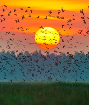 Tram Chim National Park Tour 2 Days: Serene Birdwatching