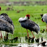 Tram Chim National Park Tour 2 Days: Serene Birdwatching