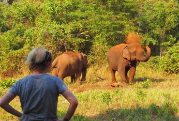 Bounong Community Elephant Trekking & Bathing (L)