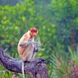 Borneo Jungle tour 11 days: Malaysia Adventure