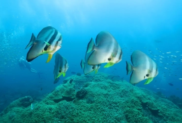 Diving and Snorkeling (B, L)