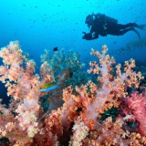 Surin Island Tour 3 Days: Diving Vacation