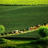 Moc Chau Tour 2 Days: Explore the Heart of Vietnam's Highlands