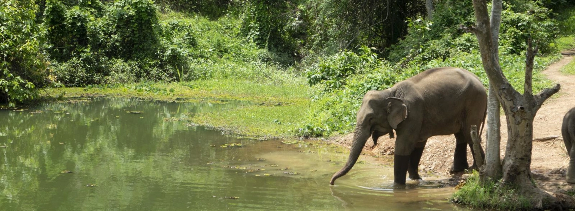 The elephant festival in the Land of a Million Elephants