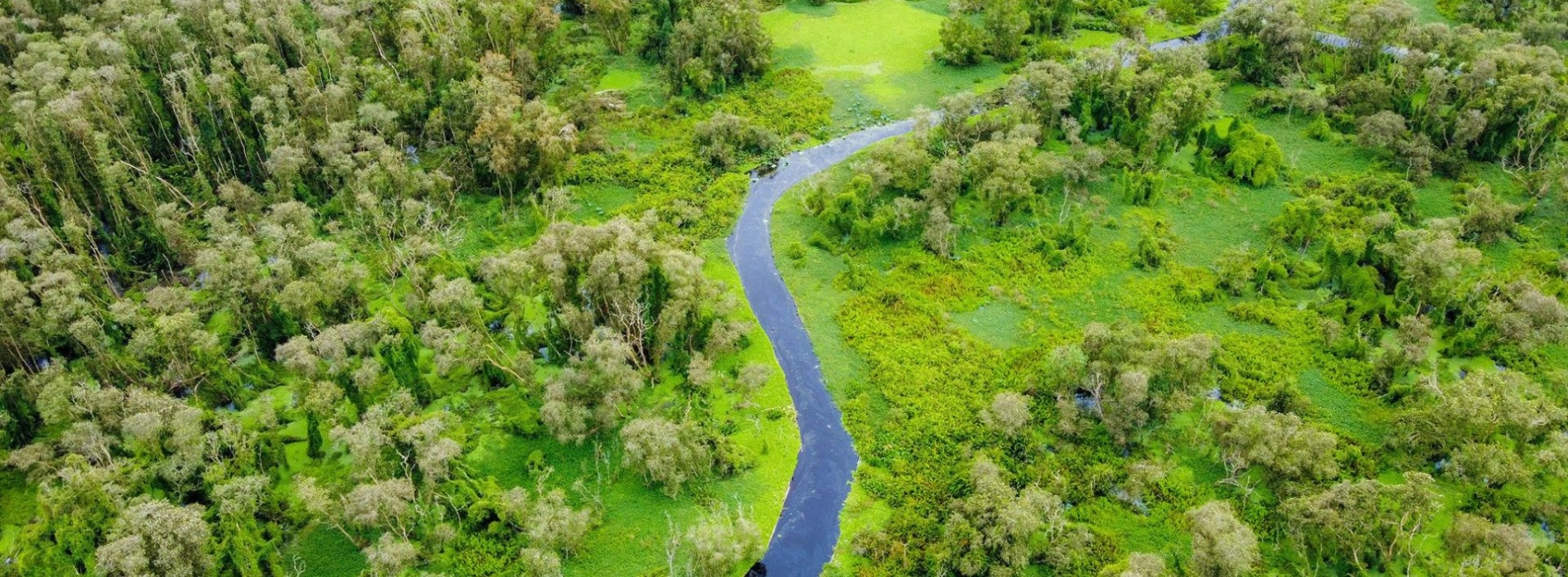 Tra Su Cajuput Forest