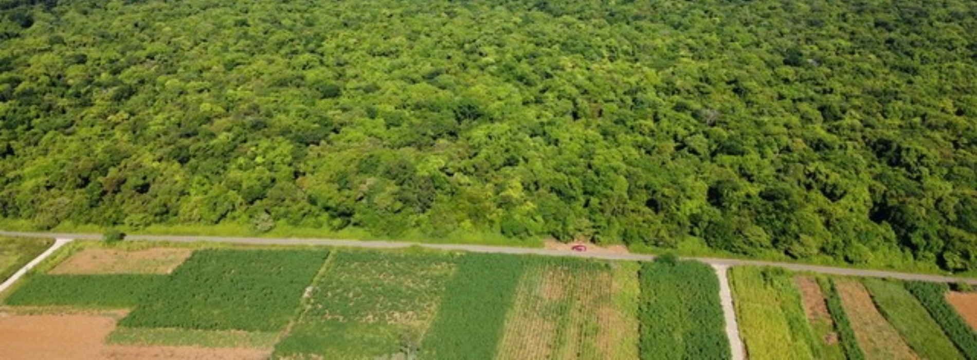 Ru Linh Primeval Forest