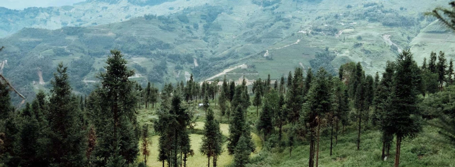 Yen Minh Pine Forest