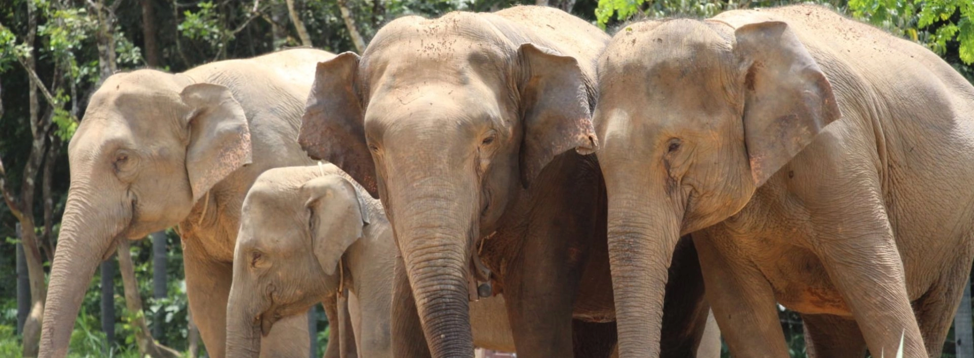 Ethical Elephant Sanctuaries to Visit in Thailand