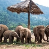 Ethical Elephant Sanctuaries to Visit in Thailand