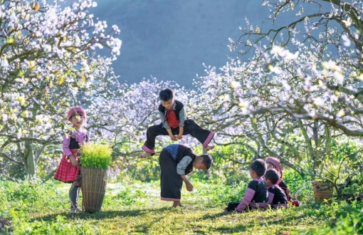 Moc Chau Travel Guide - Best Plum Blossom Season