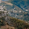 February’s Highlight: White Bauhinia Bloom in Northwest Vietnam