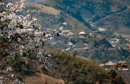 February’s Highlight: White Bauhinia Bloom in Northwest Vietnam