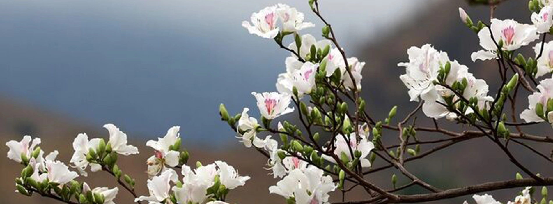 February’s Highlight: White Bauhinia Bloom in Northwest Vietnam