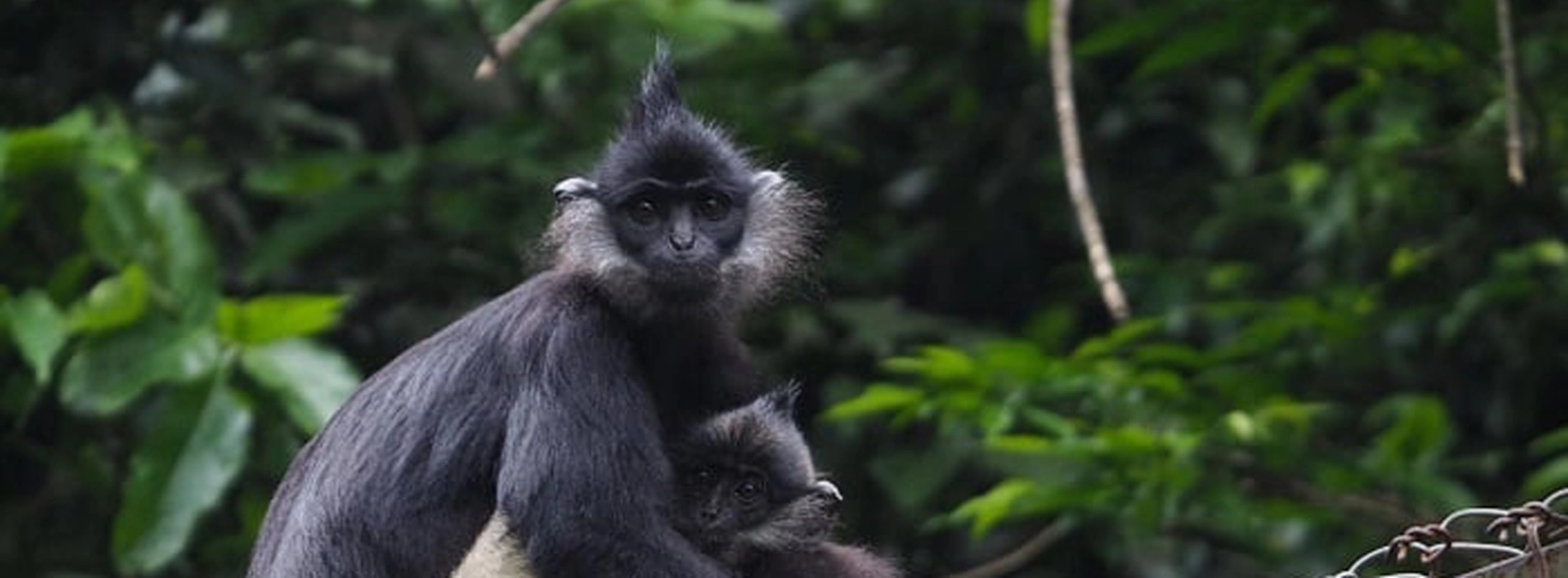 Endangered Primate Rescue Center